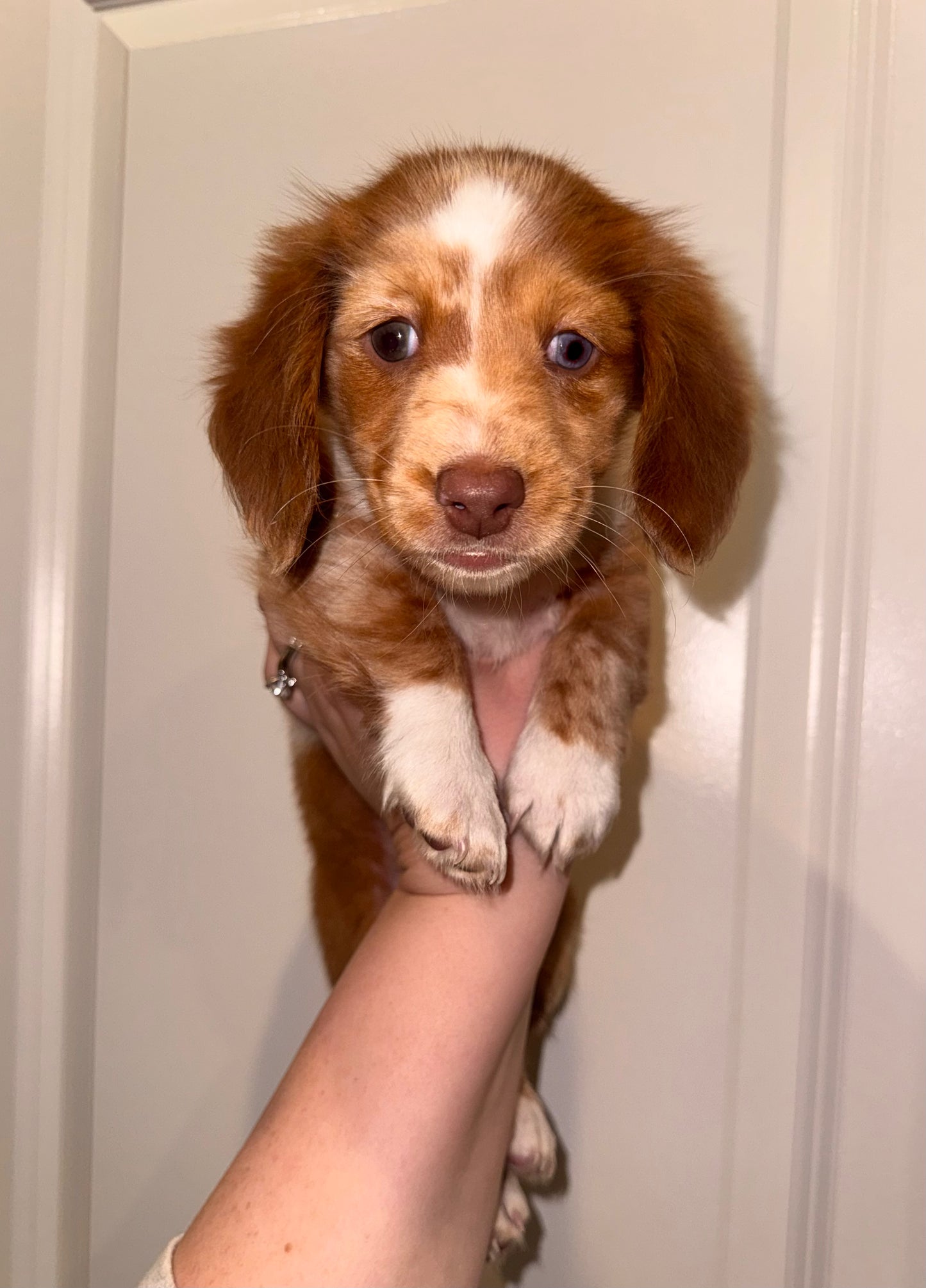 Reba