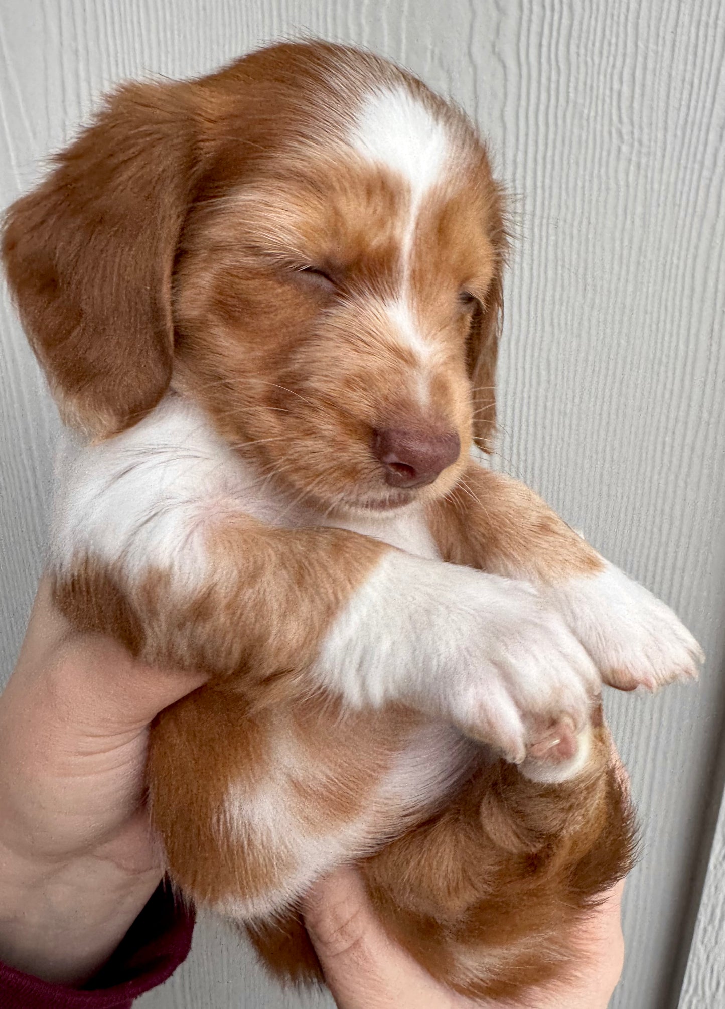 Reba