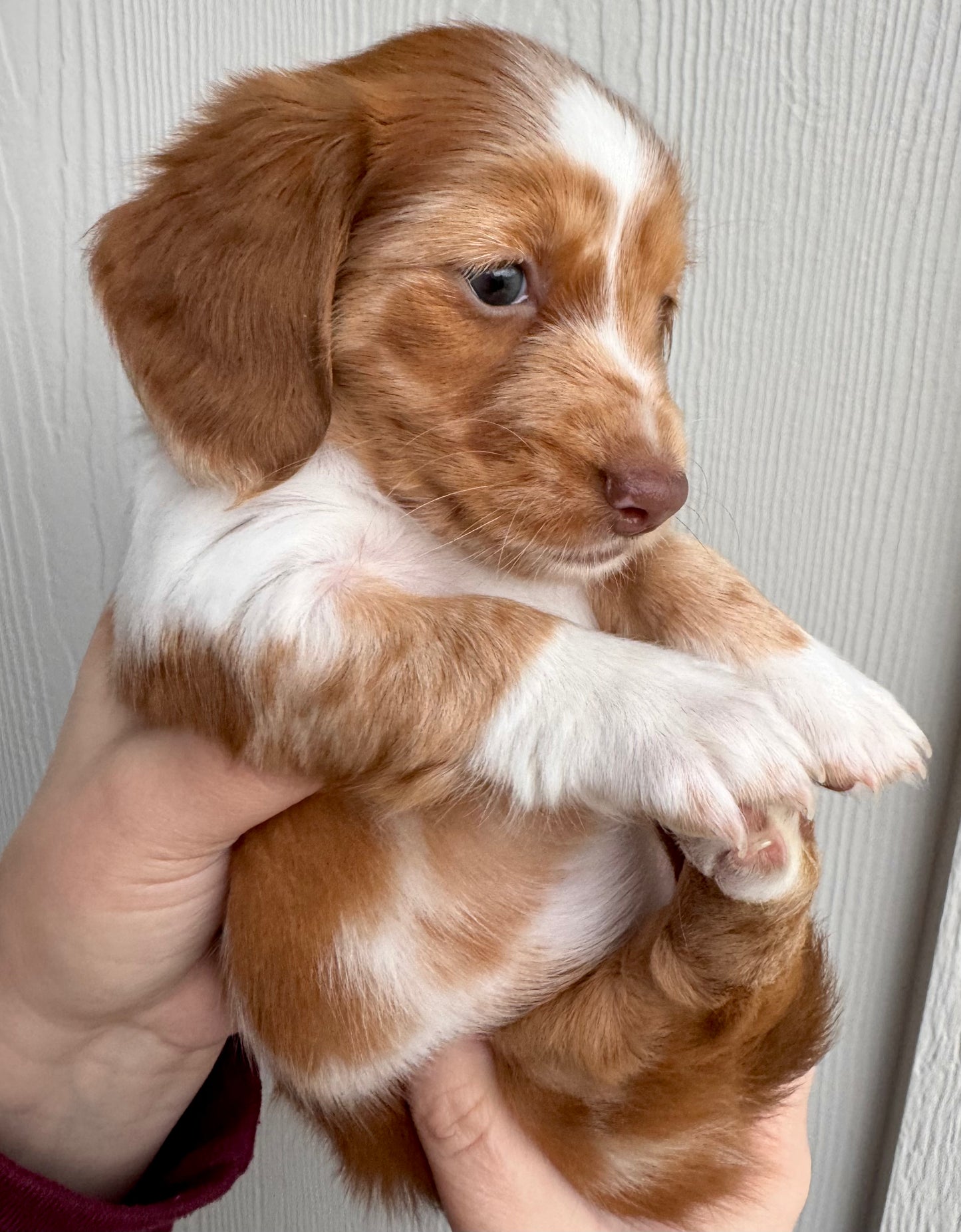 Reba