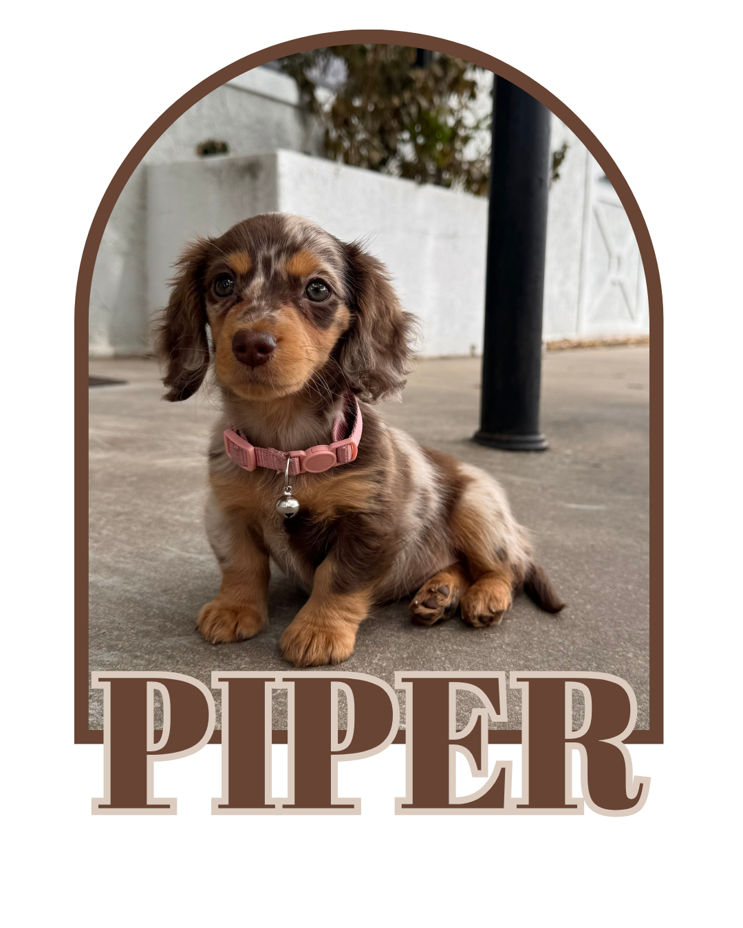 Piper (Dam)