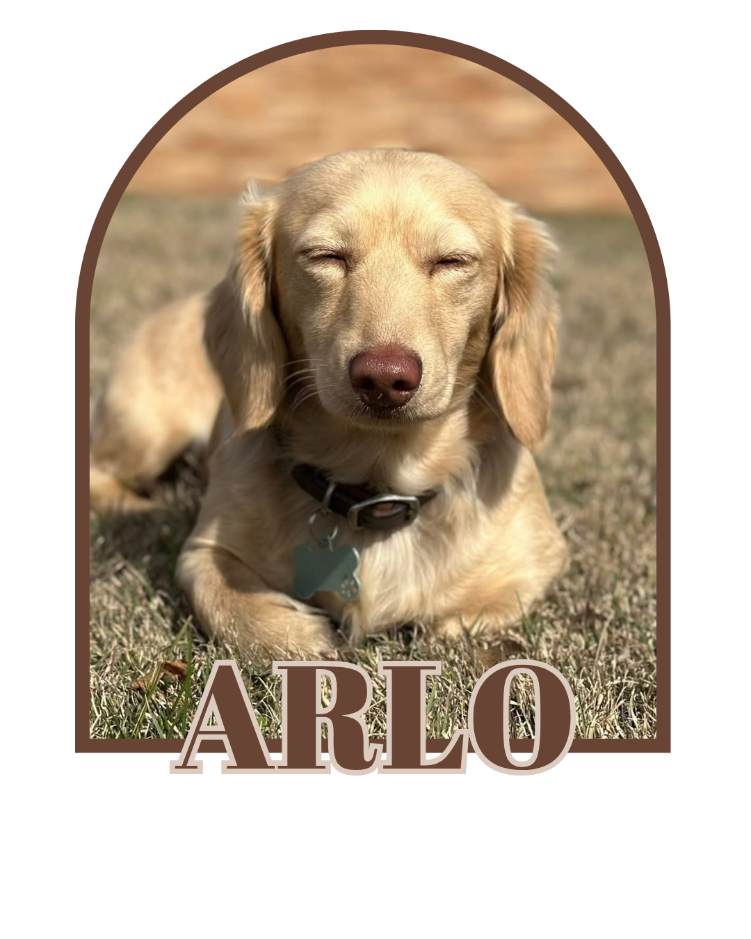 Arlo (Sire)