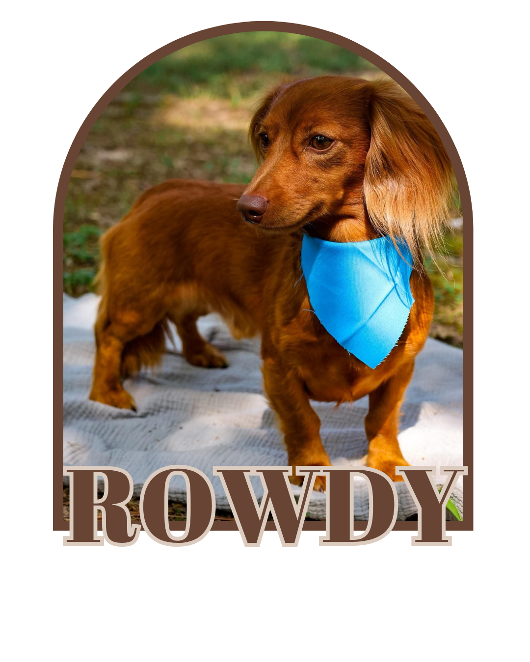 Rowdy (Sire)